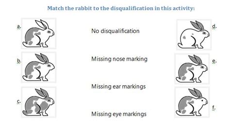 Broken Colored Rabbit Patterns - Rabbit Smarties