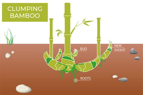 What Do Bamboo Roots Look Like: A Visual Guide - PlantHD