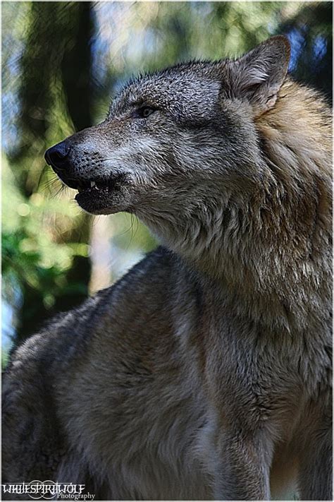 Grey Wolf: Howling III by WhiteSpiritWolf on DeviantArt