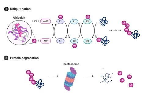 Ubiquitin Proteasome System | BioRender Science Templates