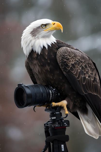 Premium AI Image | A bald eagle sits on a camera with a camera lens