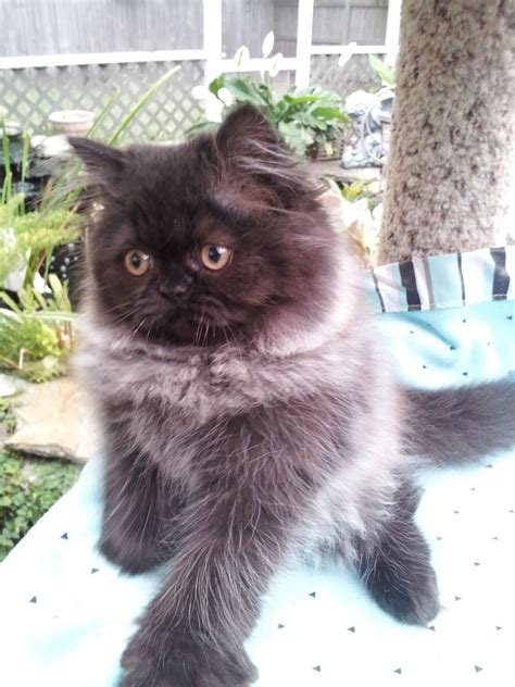 Black Smoke Persian Kittens #persiancatsmoke | Persian cat, Cats, Persian kittens