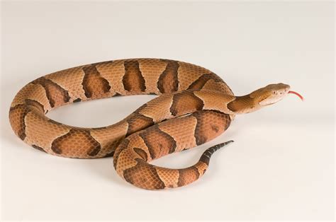 What you need to know about copperhead snake bites