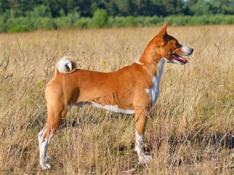 Basenji Temperament: Expect the unexpected