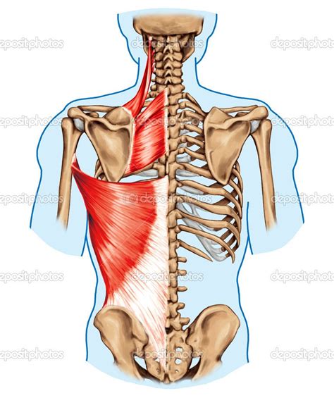 Rhomboid kleinere und rhomboideus Major, Musculus Levator Scapulae und… | Anatomy | Pinterest ...