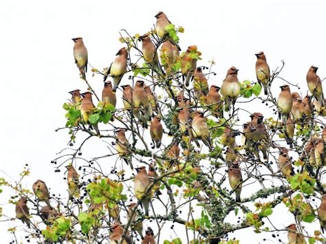 Cedar Waxwing | Celebrate Urban Birds