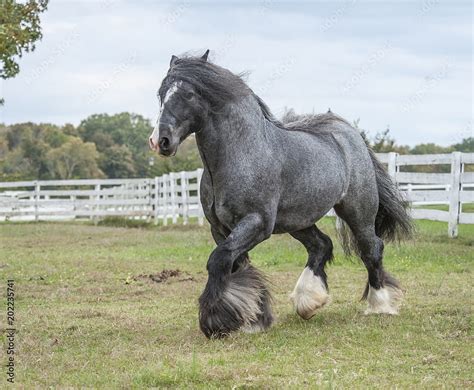 Gypsy Vanner Horse blue roan stallion Stock, HD wallpaper | Peakpx