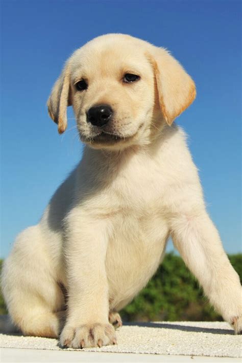 Labrador Retriever Puppies (25 cute and cuddly pups) - Talk to Dogs