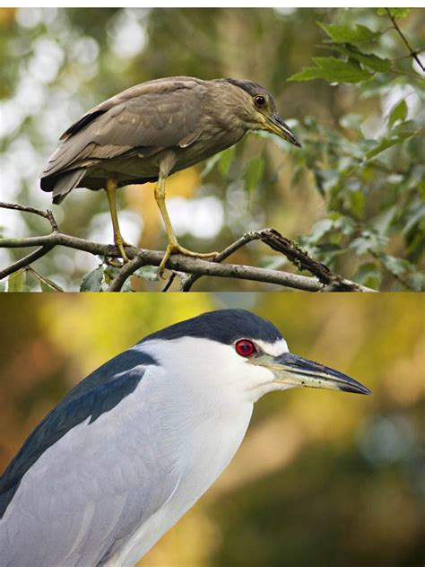 Florida Image Tools: Photographing Florida's Herons