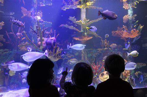 Milestone Alert! Great Lakes Aquarium Surpasses Record Attendance In 2017 - Awesome Ocean