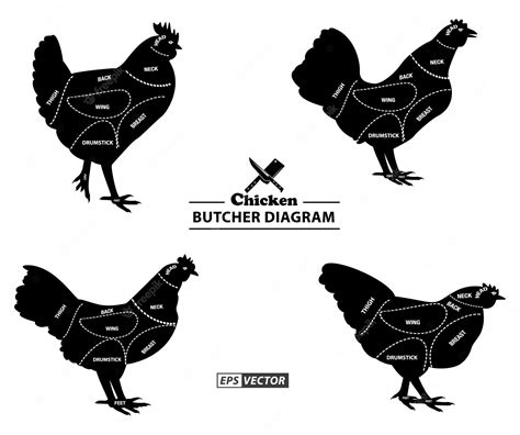 Premium Vector | Chicken butcher diagram or part of hen butcher concept ...