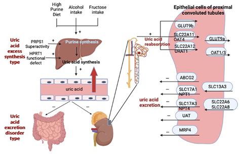 Frontiers | Research progress on the prevention and treatment of hyperuricemia by medicinal and ...