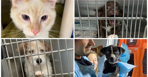 23 dogs, 16 cats from overcrowded shelters to be put up for adoption in ...