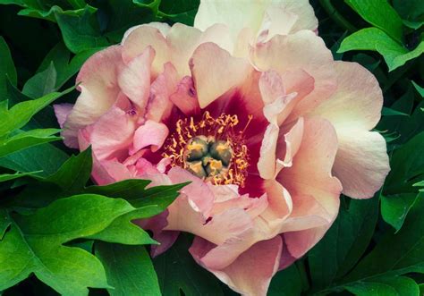 Types of peonies 🌸 🍃 Discover the variety and beauty in each bloom