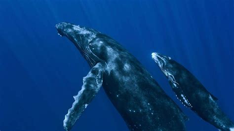 Cute Baby Blue Whales