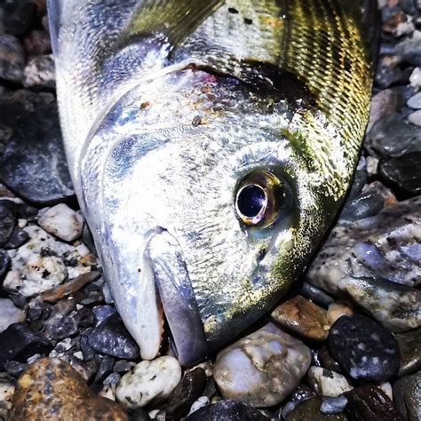 His Majesty #seabream🐟 #nightfishing | Night fishing, Instagram feed, Meat