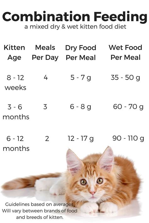 Feeding Your Kitten - Helpful Kitten Feeding Schedules and Charts ...