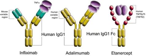 Humira Mechanism Of Action