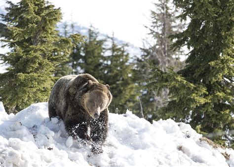 16 cute photos of Grouse Mountain's grizzly bears awakening from ...