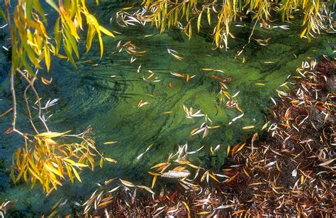 What are blue-green algae? - CSIRO