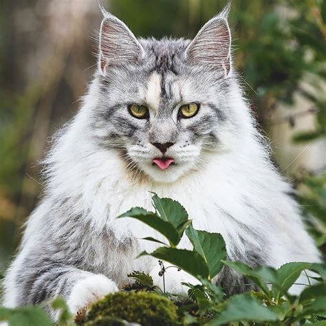 Are Maine Coon Cats Aggressive? - Catman