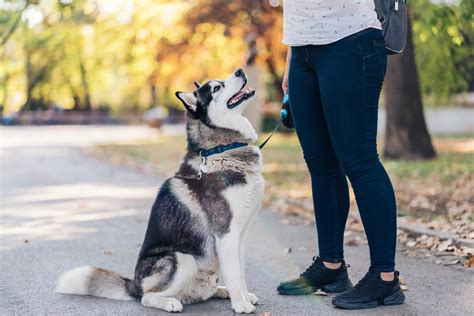 30 Adorable Husky Pictures | Reader's Digest