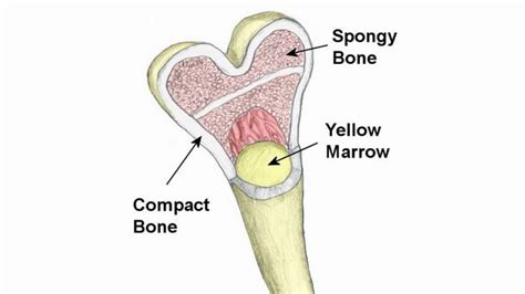 Difference Between Compact Bone and Spongy Bone - YouTube