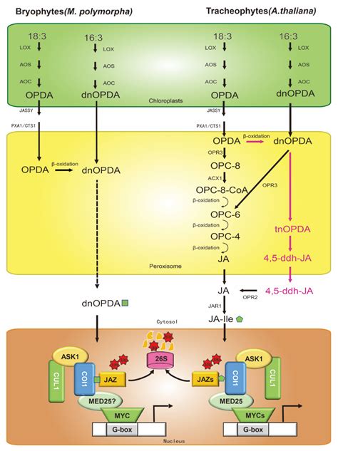 IJMS | Free Full-Text | Jasmonate Signaling Pathway Modulates Plant ...