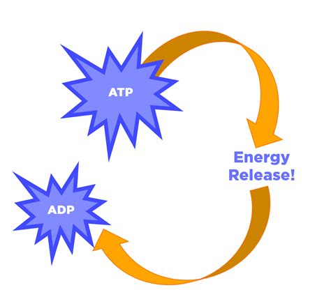 ATP (Adenosine Triphosphate) — Structure & Function - Expii