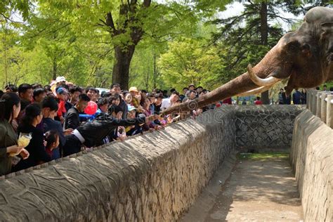 Pyongyang, North Korea. Zoo Editorial Stock Image - Image of children ...