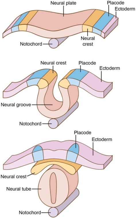 Development of the neural crest and placodes, near the | Open-i