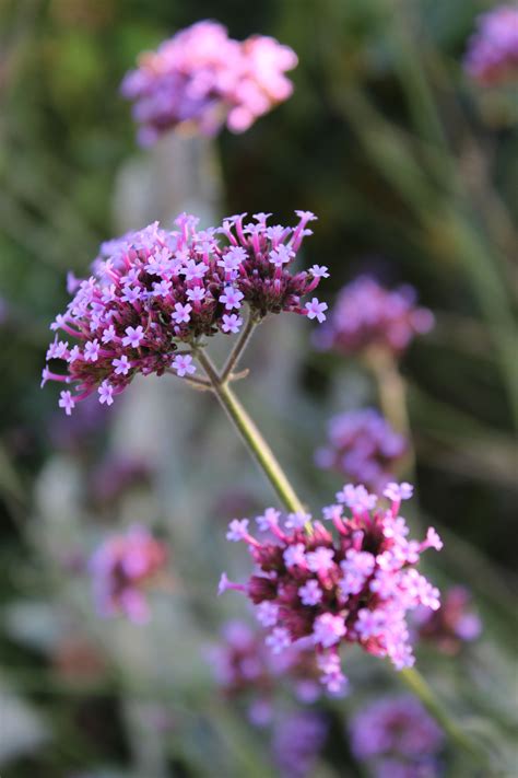 Verbena bonariensis or Tall Verbena is a beautiful self seeding summer perennial - rising above ...