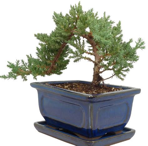 Juniper Bonsai Tree - Large | Indoor bonsai tree, Juniper bonsai ...