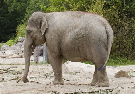 File:Elefante asiático (Elephas maximus), Tierpark Hellabrunn, Múnich, Alemania, 2012-06-17, DD ...