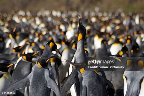 Emperor Penguin Colony Photos and Premium High Res Pictures - Getty Images