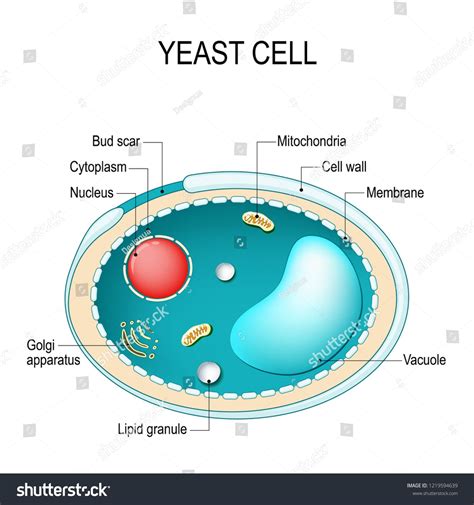 Cross section of a yeast cell. Structure of fungal cell. Vector diagram ...