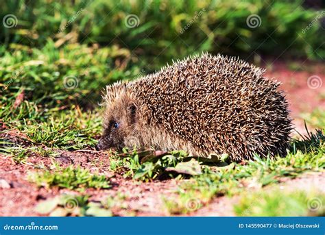 European Hedgehog, Common Hedgehog, Hedgehog, Erinaceus Europaeus Stock Image - Image of ...