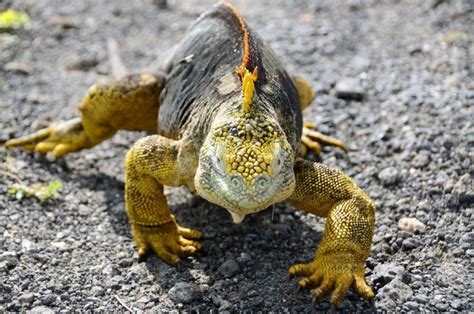 Galapagos land iguana | Galapagos islands, Galapagos, Habitats