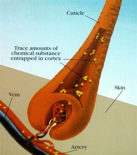 The Science Behind Hair Analysis | Psychemedics