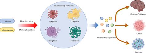 Frontiers | Regulation of Inflammatory Cell Death by Phosphorylation