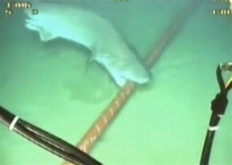 Shark attacks threaten Google's undersea Internet cables. (Video)