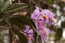 Orchid From Venezuela Free Stock Photo - Public Domain Pictures