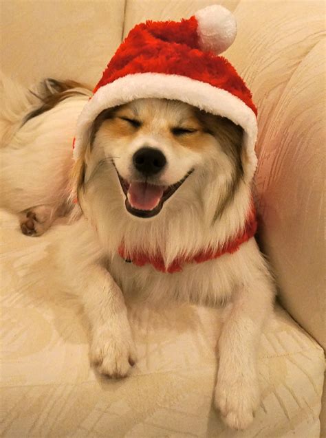 Cute Puppies Wishing You a Merry Christmas - We're Calling Shenanigans