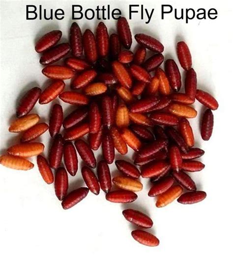 Blue bottle fly Spikes, Larvae, Grubs feeder flies. Bulk pupae - USMANTIS