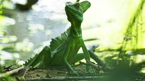 Basiliscus Images – Browse 1,890 Stock Photos, Vectors, and Video ...