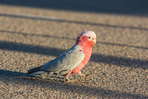 How the Australian galah got its name in a muddle