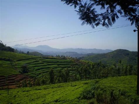 plantation in hilly areas - Picture of Ooty, The Nilgiris District - TripAdvisor