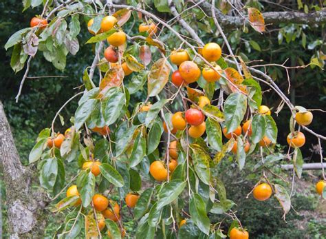 The Wild Persimmon Tree - Minneopa Orchards