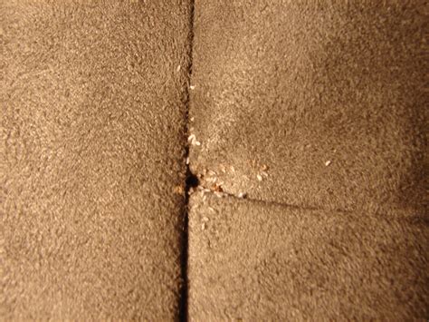 Bed Bug Eggs in Furniture | Bed Bugs