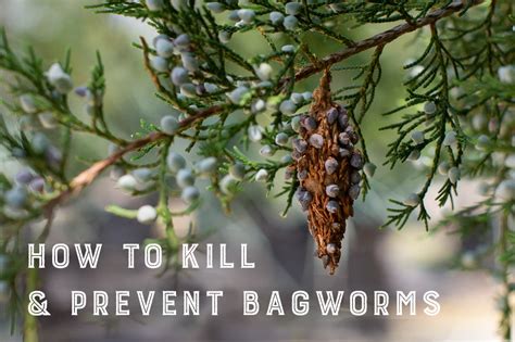 BagWorm Treatment and Prevention - Haaretz daily - Info & News Magazine ...